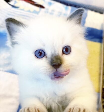 ragdoll kitten