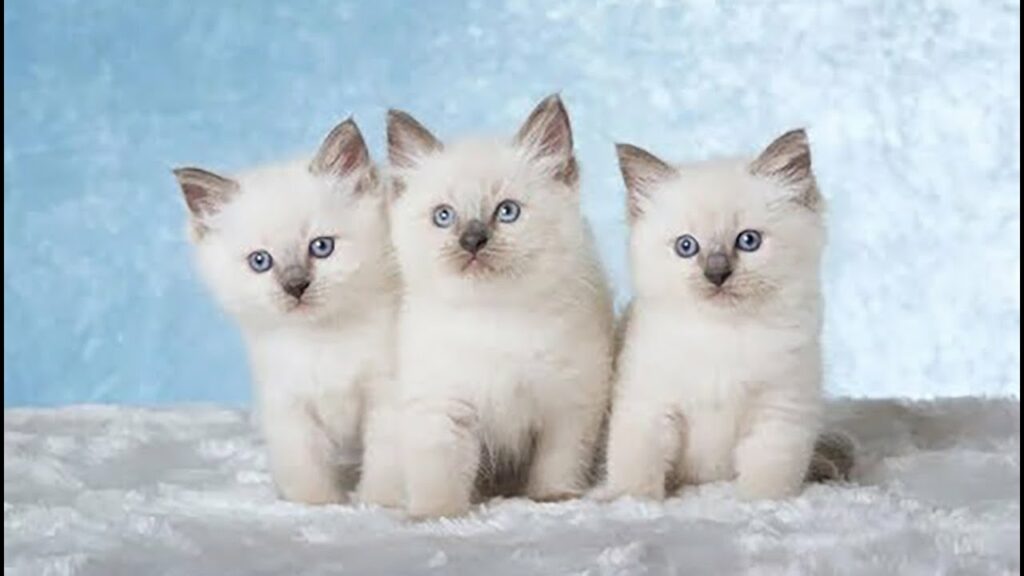 ragdoll breeds