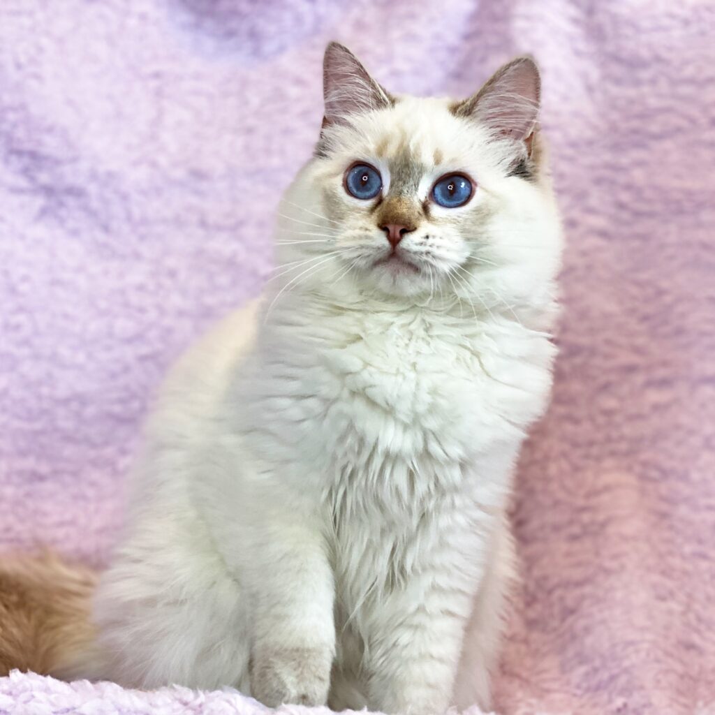 Ragdoll Kittens for Sale Washington - Oh My Stars Ragdolls